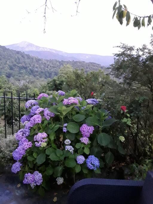 Petit Coin De Paradis Évisa Buitenkant foto